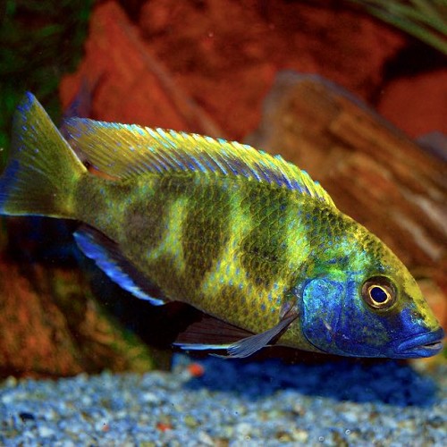 Nimbochromis venustus - Pfauenmaulbrüter 4-5 cm